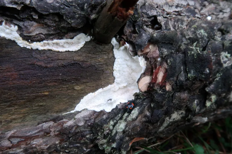 Daedalea xantha 1 - IMG_9852